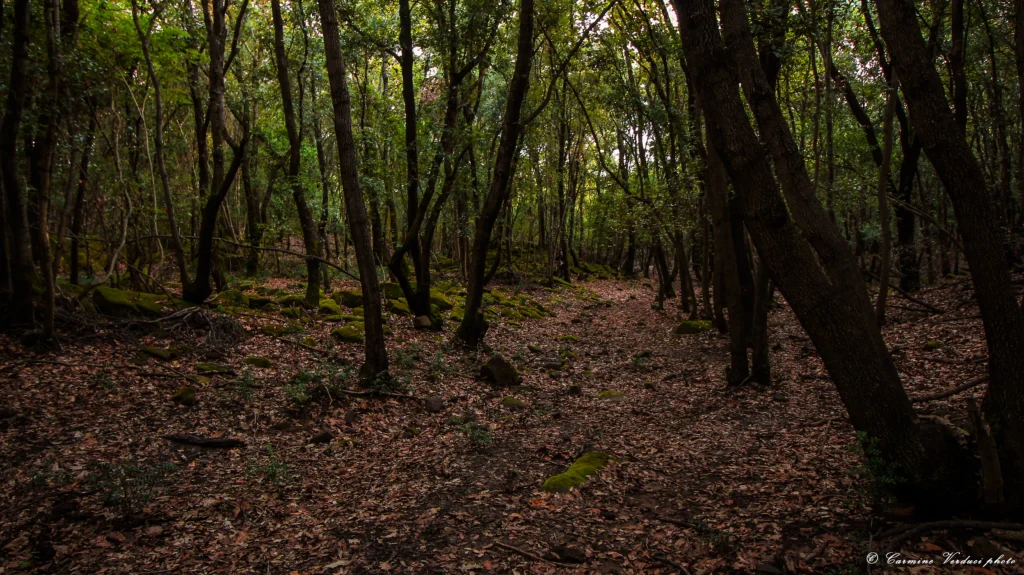 Sentiero tra lecci e farnetti nel Bosco Rudina a Ferruzzano